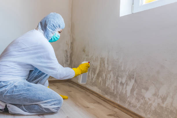 Professional mold removal team in Sidman